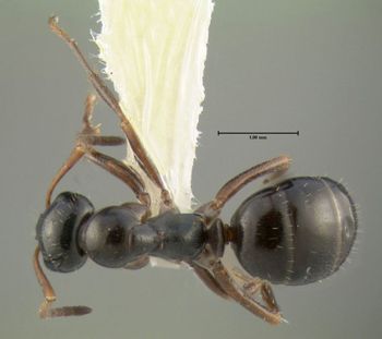 Media type: image;   Entomology 615245 Aspect: habitus dorsal view